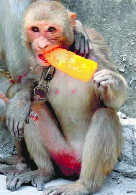 Beating the heat: A monkey enjoys an ice candy in Amritsar