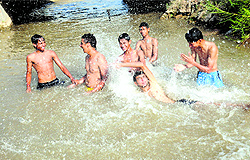 Youths swim in the Sirhind Canal in Bathinda on Thursday