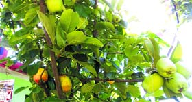 Apples grown in Raj Pal Manhas orchard near Hamirpur.