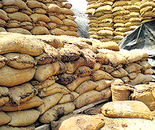 The rotting wheat in Jaitu Mandi in Faridkot on Thursday