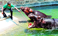 A hippopotamus has its teeth cleaned by a keeper in its enclosure in Qingdao Wildlife World in Chinas Shandong province on Friday
