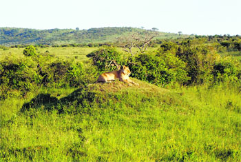 A big cat enjoys the sun at the Masai Mara reserve