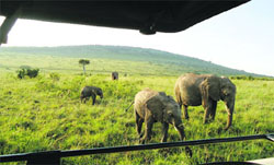 a view of the elephants from the safari car