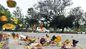 Leaves strewn across the road dividing Sectors 16 and 10 after a dust storm hit the city on Sunday evening, Chandigarh