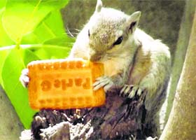 Snack time: As the temperature soars, a squirrel nibbles on a biscuit in the shade of a tree in Gurgaon