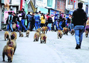 A group of monkeys on The Mall in Shimla on Monday.
