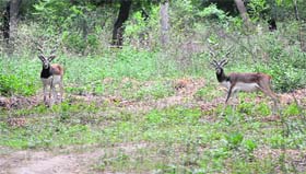 A view of the deer safari at the Mini Zoo, Bir Talab, in Bathinda.
