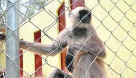 a monkey in a cage