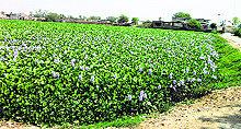A pond covered with water hyacinth in Dangarkhera village near Abohar