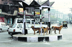 Stray dogs at a traffic police post in Srinagar on Friday. 