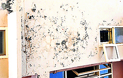 A damp wall of the building in Bathinda on Saturday