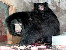 Himalayan black bear and her cub sit near a slab of ice to beat the heat at Chhat Bir Zoo in Zirakpur