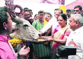 Gujarat CM Anandiben Patel feeds a cow in Mahesena district on Saturday