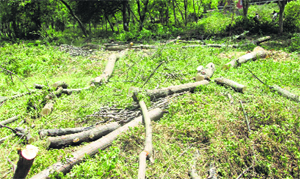 Axed trees at Kurukshetra University campus.