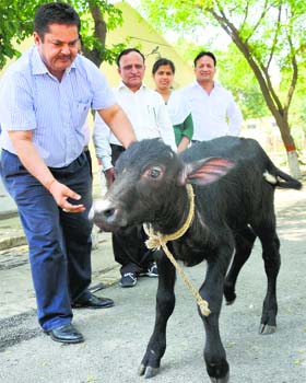 A team of scientists with Lalima, the female cloned calf, at NDRI in Karnal on Monday
