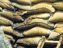 Rotten wheat in a godown at Hansi in Hisar district.