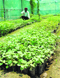 Medicinal plants at Herbal Garden in Punjab Agricultural University, Ludhiana.