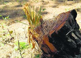 Stumps of trees axed in the Kandi forest area