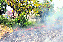 burning of dried leaves adversely affects trees in front of ESI Hospital at Majitha Road in Amritsar on Thursday