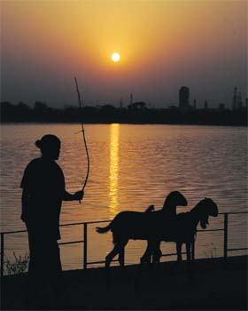 Homeward bound: A woman shepherds her goats along the Thermal lake as the sun sets in Bathinda on Thursday