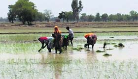 Labourers transplant paddy in a field in Sirsa district on Thursday.
