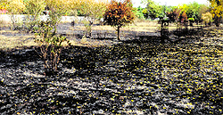 Half and full-grown trees were seen burnt on the spacious campus of the ESI Hospital in Amritsar on Friday