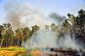 Forest fire: Fire rages in the Ladhowal forest on Friday
