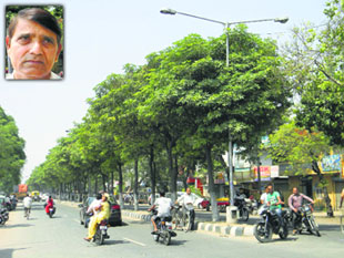 The Haryana Environmental Society of Prof SL Saini (inset) has planted hundreds of saplings along roads.