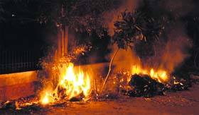 A view of half and full grown trees set on fire at ESI hospital in Amritsar.