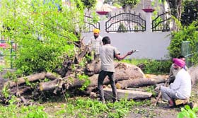 Labourers engaged in cutting of trees near Amritsar Railway Station.