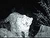 An image of a snow leopard captured by a camera set up by WWF-India in Kargil district