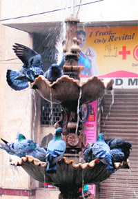 Pigeons cooling off under a fountain during a hot summer afternoon in Amritsar on Monday.