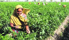 A labourer picks chillies from a farm near Gobindpura village in Bathinda on Monday.