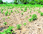Cotton saplings sown by farmers in Nidana village