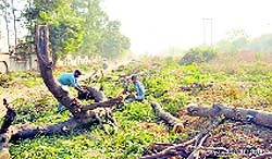 Trees felled along the national highway 2 to widen the road in Faridabad