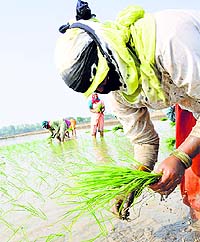 Despite a ban to sow paddy before June 15 to ensure that the watertable does not fall further, farmers at Ramba village sow paddy in Karnal on Monday