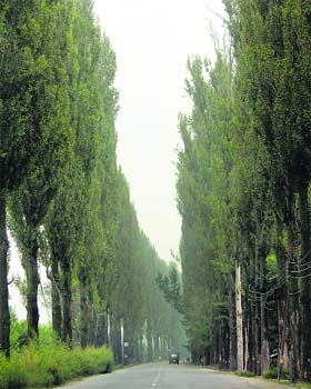 Popolar trees surrounding the Srinagar-Baramulla highway