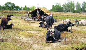 A resident of the Changar area brings potable water from a far-off place near Anandpur Sahib, along with their cattle, due to shortage of water in their area.