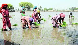 Women transplant paddy in a field at Joga Nand village in Bathinda on Friday