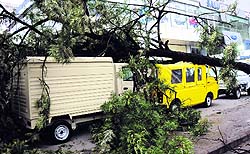 A tree that fell on two vehicles parked in the Industrial Area, Phase I, Chandigarh, on Friday