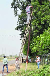 PSPCL workers rectify a faulty line on the PAU campus in Ludhiana.