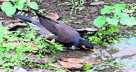 Birds quench their thirst on a hot summer afternoon in Amritsar on Saturday.