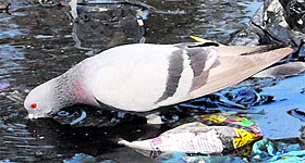 Birds quench their thirst on a hot summer afternoon in Amritsar on Saturday.