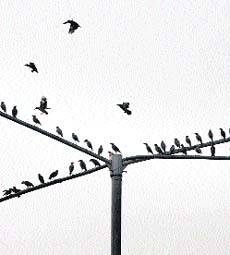 With shady trees getting axed each day, birds are left with no option but to perch themselves on streetlight poles in Jalandhar.