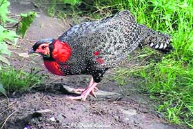 Western Tragopan