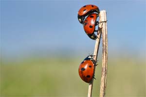Ladybirds are seen in a field near Jacobsdorf, Germany