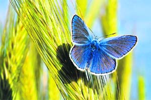 A blue butterfly (polyommatus icarus) in a field in Germany