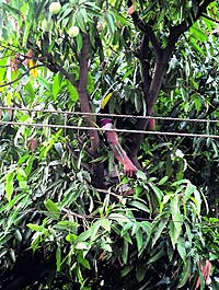 The body of the youth stuck in a mango tree near Shri Guru Gobind Singh Khalsa College in Chandigarh on Sunday