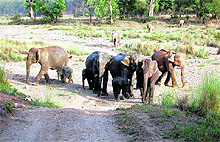 Elephants spotted in the Rajaji National Park as the gates of the Chilla range at Yamkeshwar in Pauri Garhwal district were closed for tourists on Sunday.