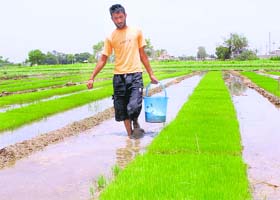 The Agriculture Department has set a target of bringing 82,000 hectares in Fatehabad under paddy this season